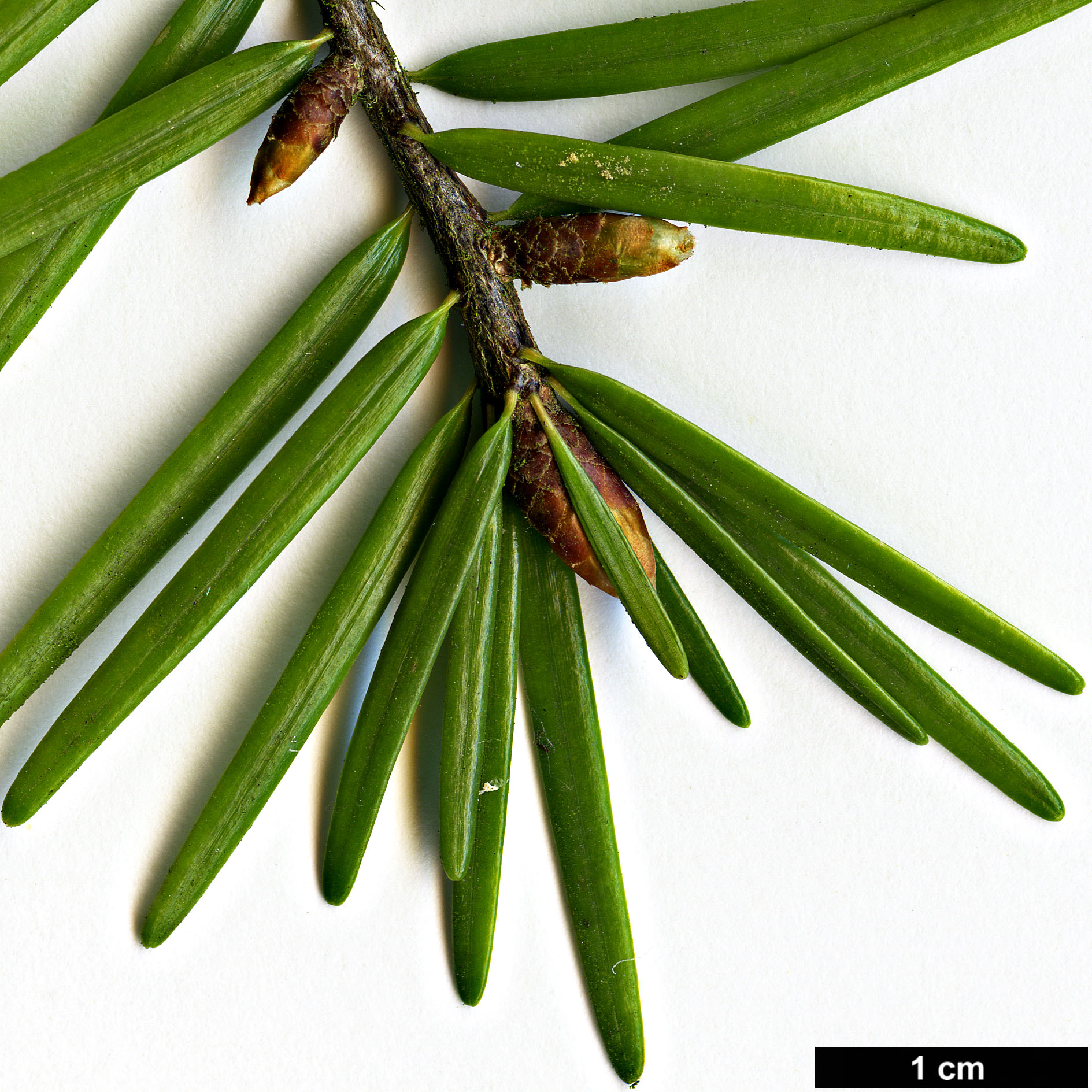 High resolution image: Family: Pinaceae - Genus: Pseudotsuga - Taxon: sinensis - SpeciesSub: var. wilsoniana